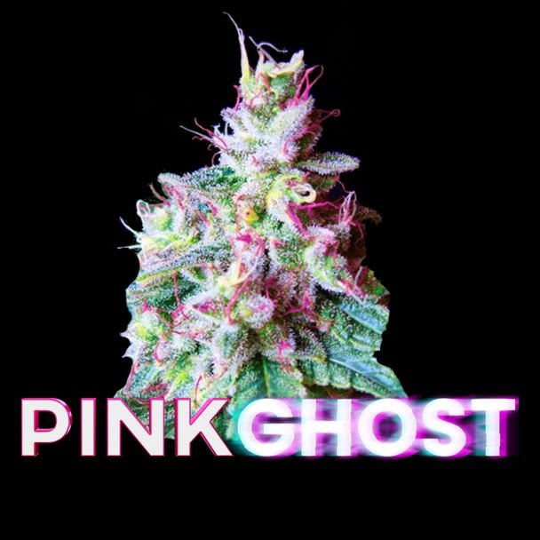 Pink-Ghost-feminized-seeds-cannabis-seeds-south-africa