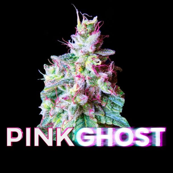 Pink Ghost feminized seeds cannabis seeds south africa - Cannabis Seeds SA